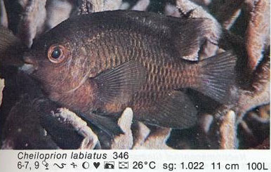 Cheiloprion labiatus